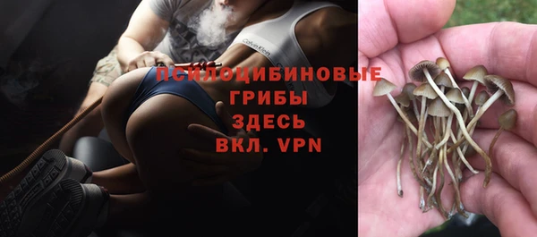 PSILOCYBIN Белокуриха